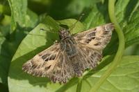 Carcharodus alceae