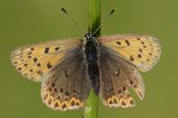Lycaena tityrus