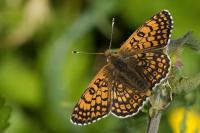 Melitaea cinxia