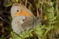 Coenonympha pamphilus