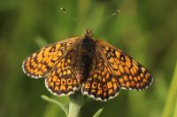 Melitaea cinxia