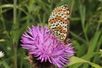 Melitaea didyma