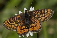 Euphydryas aurinia