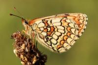 Melitaea parthenoides