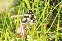 Melanargia galathea