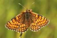 Melitaea parthenoides