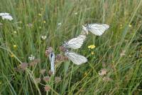 Aporia crataegi