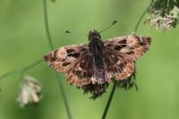 Carcharodus alceae