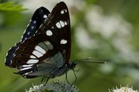 Limenitis reducta