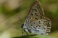 Lycaena tityrus