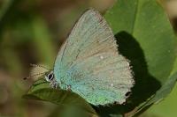Callophrys rubi