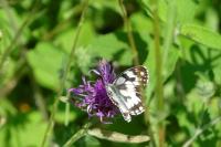 Melanargia galathea