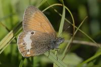 Coenonympha arcania