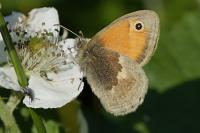 Coenonympha pamphilus
