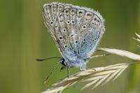 Polyommatus icarus