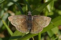 Erynnis tages