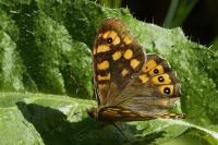 Pararge aegeria
