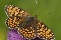 Melitaea phoebe