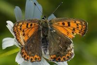 Lycaena tityrus