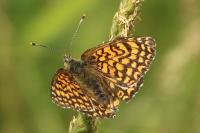 Melitaea cinxia