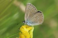 Cyaniris semiargus