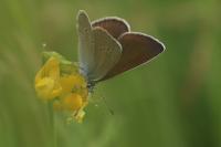 Cyaniris semiargus