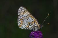 Melitaea phoebe