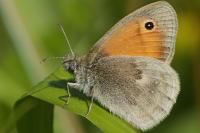 Coenonympha pamphilus