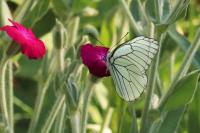 Aporia crataegi