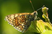 Melitaea cinxia