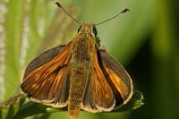 Ochlodes sylvanus