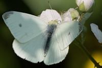 Pieris rapae