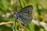 Polyommatus icarus