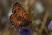 Melitaea didyma
