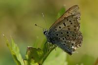 Lycaena tityrus