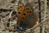 Lycaena phlaeas