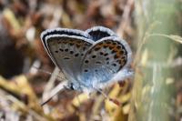 Plebejus argus