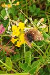 Spialia sertorius