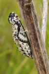 Aporia crataegi