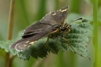 Heteropterus morpheus
