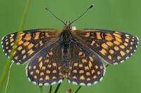 Melitaea athalia