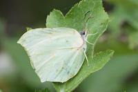 Gonepteryx rhamni