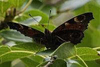 Aglais io