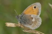 Coenonympha pamphilus
