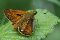 Ochlodes sylvanus