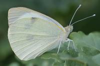 Pieris brassicae
