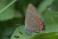 Satyrium pruni