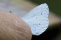 Celastrina argiolus