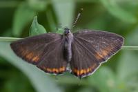 Satyrium pruni