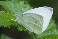 Pieris rapae